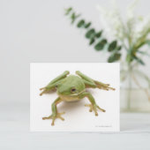 Carte Postale Grenouille à arbre vert (Debout devant)
