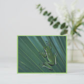 Carte Postale Grenouille à arbre vert (Debout devant)