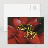 Carte Postale Grenouille à bandes orange Dendrobates leucomelas (Devant / Derrière)