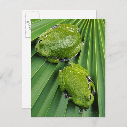 Carte Postale Grenouille à écorce (hyla gratiosa) (Devant / Derrière)