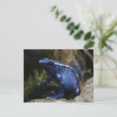 Carte Postale Grenouille à flèches de poison bleu (Debout devant)