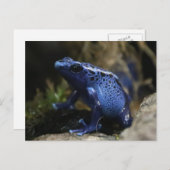 Carte Postale Grenouille à flèches de poison bleu (Devant / Derrière)