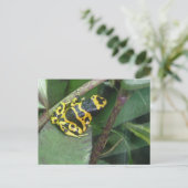 Carte Postale Grenouille à flèches de poison jaune (Debout devant)