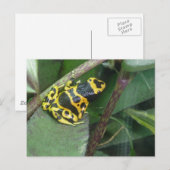 Carte Postale Grenouille à flèches de poison jaune (Devant / Derrière)
