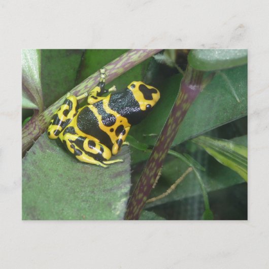 Carte Postale Grenouille à flèches de poison jaune (Devant)