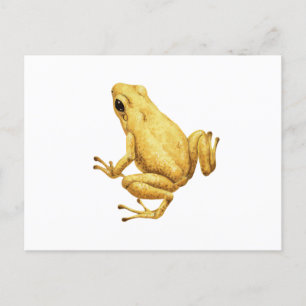 Carte Postale grenouille à fléchettes
