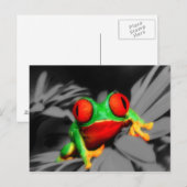 Carte Postale Grenouille à oeil de porc (Devant / Derrière)