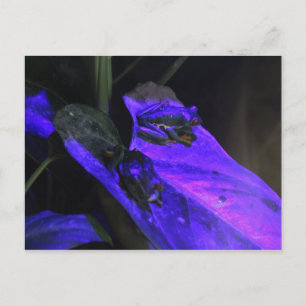Carte Postale Grenouille à oeil rouge # 2