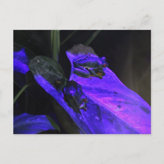 Carte Postale Grenouille à oeil rouge # 2 (Devant)