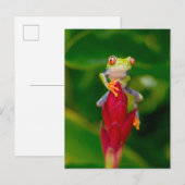 Carte Postale Grenouille à oeil rouge, Costa Rica (Devant / Derrière)