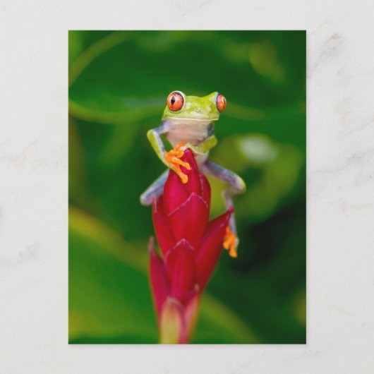 Carte Postale Grenouille à oeil rouge, Costa Rica (Devant)