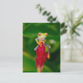 Carte Postale Grenouille à oeil rouge, Costa Rica (Debout devant)