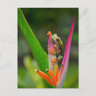 Carte Postale Grenouille à oeil rouge, Costa Rica