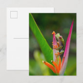 Carte Postale Grenouille à oeil rouge, Costa Rica (Devant / Derrière)