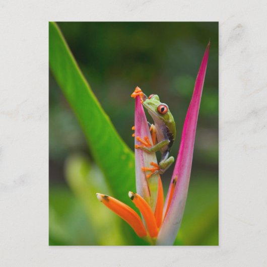 Carte Postale Grenouille à oeil rouge, Costa Rica (Devant)