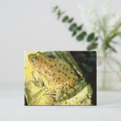 Carte Postale Grenouille à pattes rouges (Debout devant)