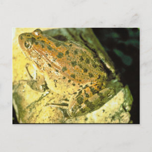 Carte Postale Grenouille à pattes rouges