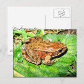 Carte Postale Grenouille à pattes rouges (Devant / Derrière)