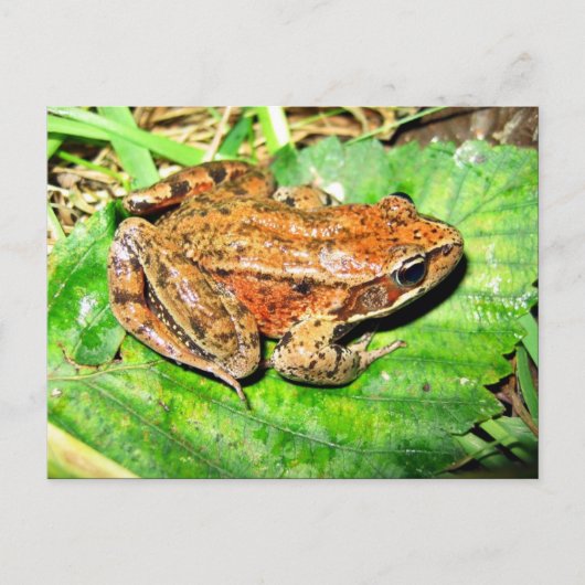 Carte Postale Grenouille à pattes rouges (Devant)