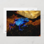 Carte Postale Grenouille à poison bleu (Devant / Derrière)