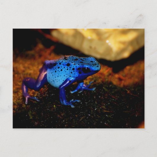 Carte Postale Grenouille à poison bleu (Devant)
