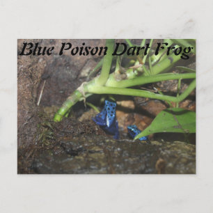 Carte Postale Grenouille à poison bleu # 2