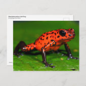 Carte Postale Grenouille à poison de fraise (Devant / Derrière)