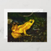 Carte Postale Grenouille à poison jaune (Devant / Derrière)