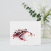 Carte Postale Grenouille à poison rayée blanche 2 (Debout devant)
