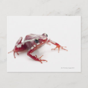 Carte Postale Grenouille à poison rayée blanche 2