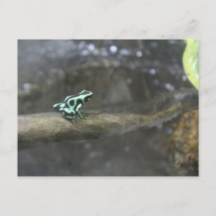 Carte Postale Grenouille à poison verte et noire # 2