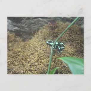 Carte Postale Grenouille à poison verte et noire # 3