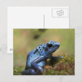 Carte Postale Grenouille à tarte à poison bleu (Devant / Derrière)