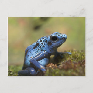 Carte Postale Grenouille à tarte à poison bleu
