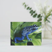 Carte Postale Grenouille à tarte à poison bleu (Debout devant)