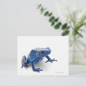 Carte Postale Grenouille à tarte (Dendrobates Tinctorius) (Debout devant)