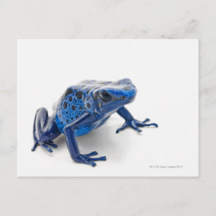 Carte Postale Grenouille à tarte (Dendrobates Tinctorius)