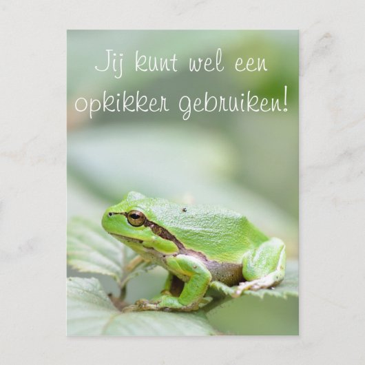 Carte Postale Grenouille arborescente avec le texte "Opkikker" c (Devant)