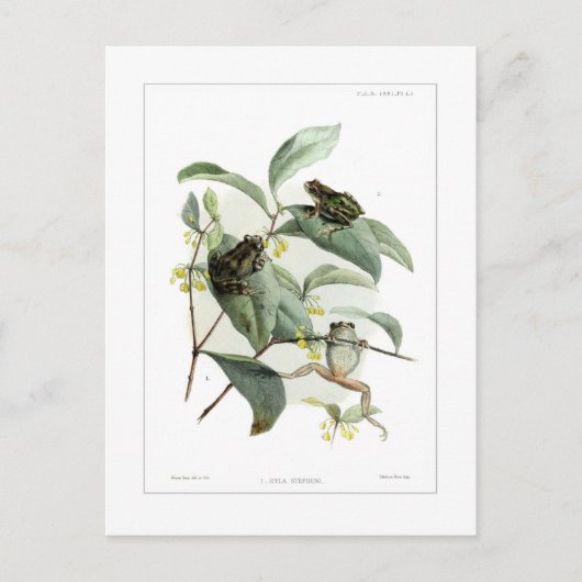 Carte Postale Grenouille arboricole (Devant)