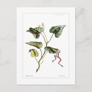 Carte Postale Grenouille arboricole