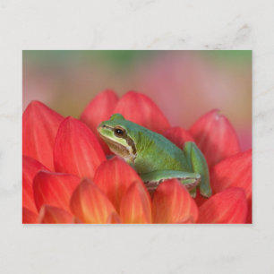 Carte Postale Grenouille arboricole du Pacifique sur des fleurs