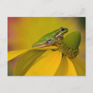 Carte Postale Grenouille arboricole du Pacifique sur des fleurs