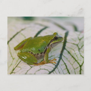 Carte Postale Grenouille arboricole du Pacifique sur des fleurs