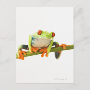 Carte Postale Grenouille arboricole sur la tige