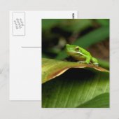 Carte postale Grenouille Arbre (Devant / Derrière)