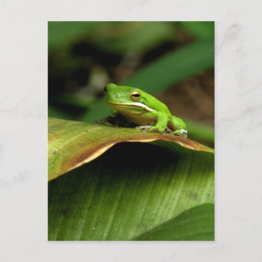 Carte postale Grenouille Arbre (Devant)