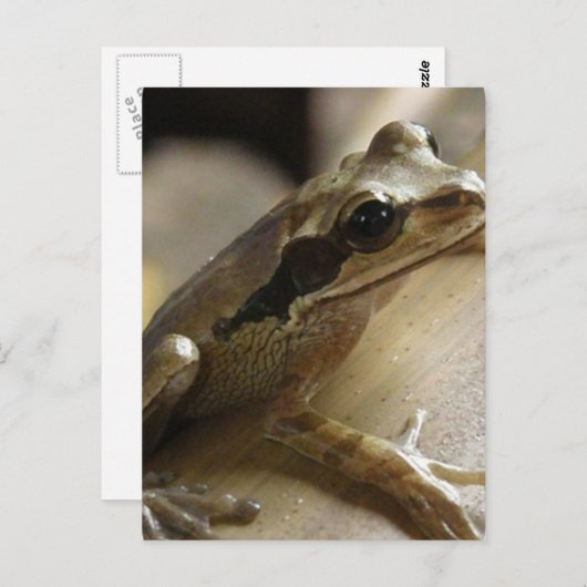 Carte postale Grenouille Arbre (Devant / Derrière)