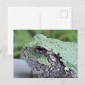 Carte postale Grenouille Arbre (Devant / Derrière)