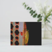 Carte postale Grenouille Arbre (Debout devant)