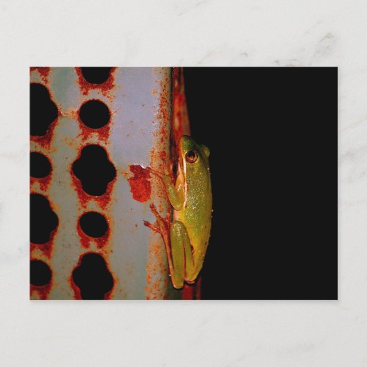 Carte postale Grenouille Arbre (Devant)